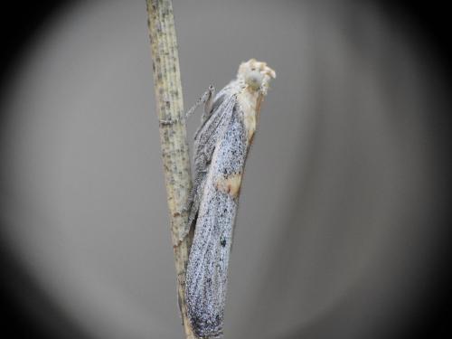 Réf. 310 475 : Oxybia transversella